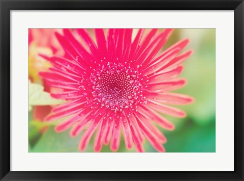 Framed Pink Gerbera Print