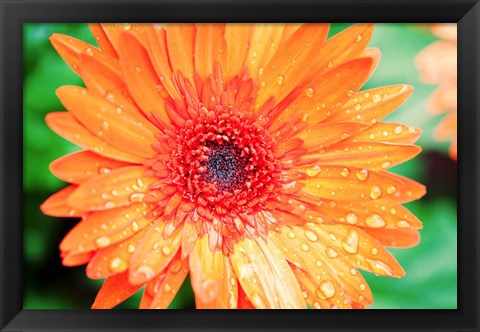 Framed Orange Gerbera Print