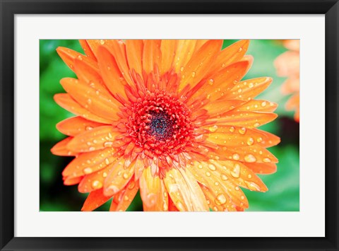 Framed Orange Gerbera Print