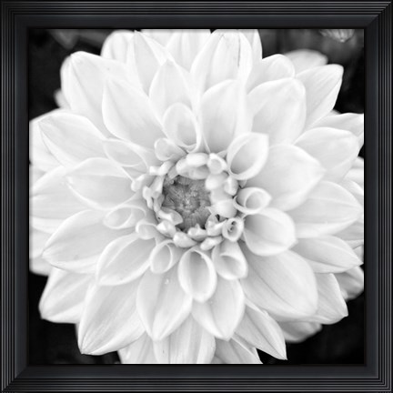 Framed Black &amp; White Gerbera I Print