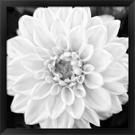 Framed Black &amp; White Gerbera I Print