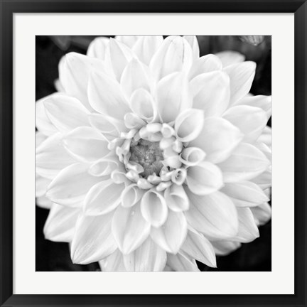 Framed Black &amp; White Gerbera I Print