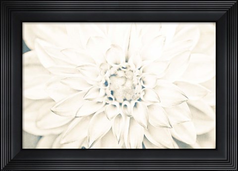 Framed Bright White Bloom I Print