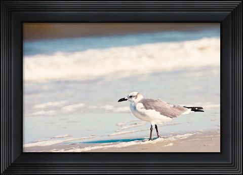 Framed See the Seagull Print