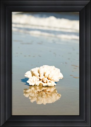Framed Coral Reflection Print
