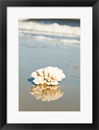 Framed Coral Reflection Print