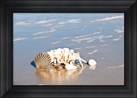 Framed Seashell Reflection Print