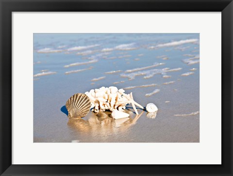 Framed Seashell Reflection Print