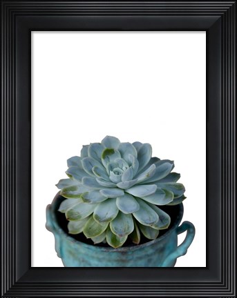 Framed Little Succulent on White Print