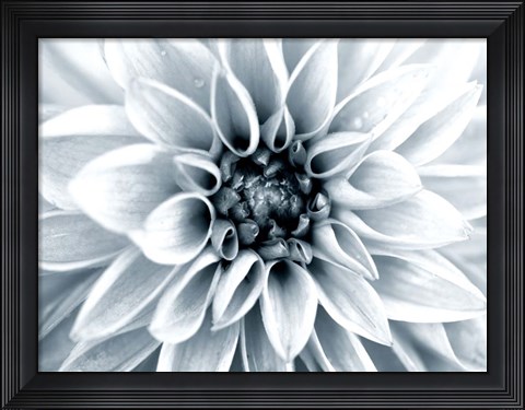 Framed Bright White Bloom Print