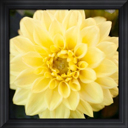 Framed Bright Yellow Gerbera Print