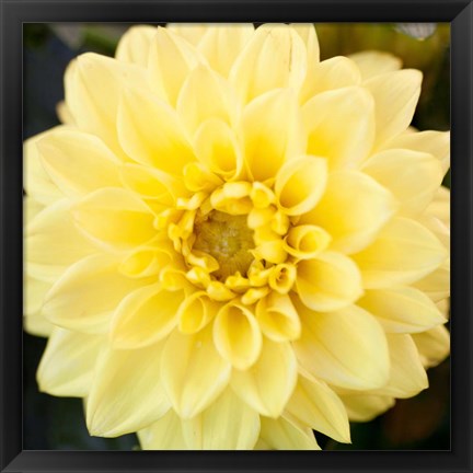 Framed Bright Yellow Gerbera Print