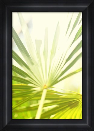 Framed Among Palms I Print