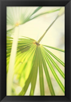 Framed Among Palms II Print