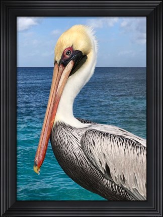 Framed Pelican Print