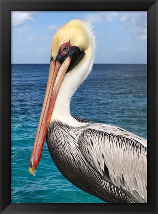 Framed Pelican Print