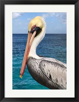 Framed Pelican Print