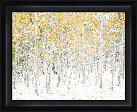 Framed Quaking Aspens Print