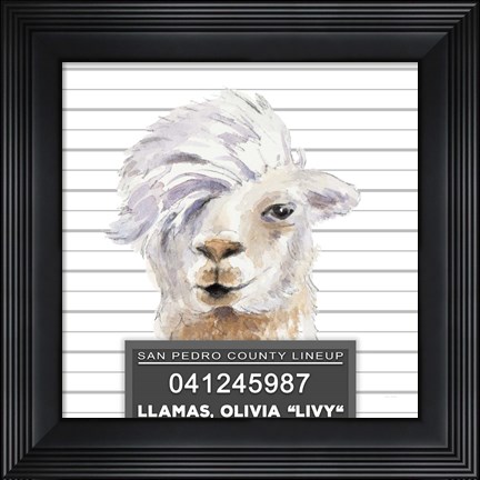 Framed Llamas Livy Print