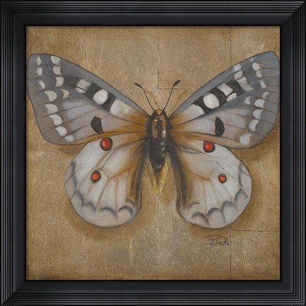 Framed Butterfly II Print