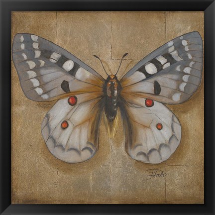 Framed Butterfly II Print