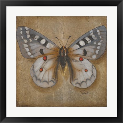 Framed Butterfly II Print