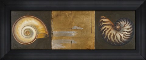 Framed Seashells I Print