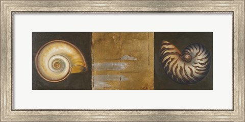 Framed Seashells I Print