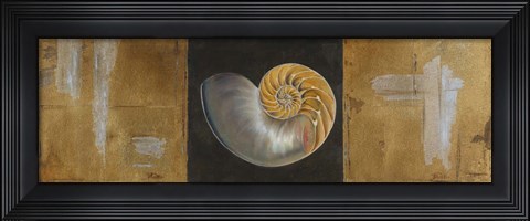 Framed Seashells II Print