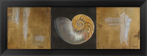 Framed Seashells II Print