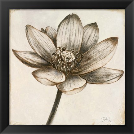 Framed Sepia Lotus II Print