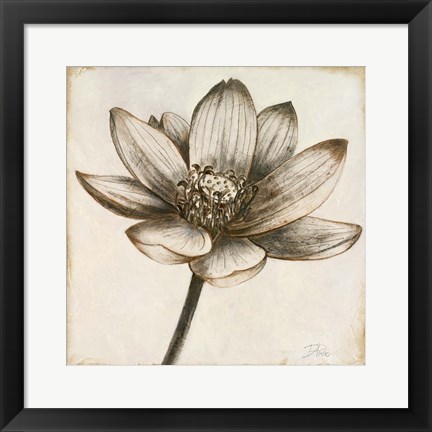 Framed Sepia Lotus II Print