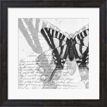 Framed Butterflies Studies II Print
