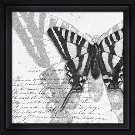 Framed Butterflies Studies II Print