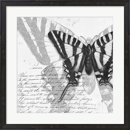 Framed Butterflies Studies II Print