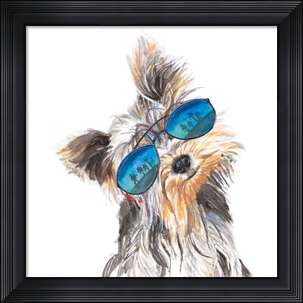 Framed Yorkie with Shades Print