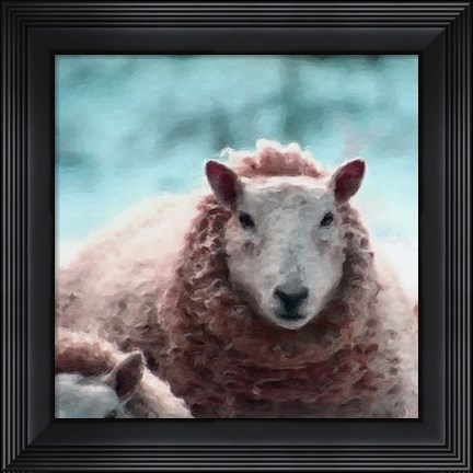 Framed Sheep Square II Print