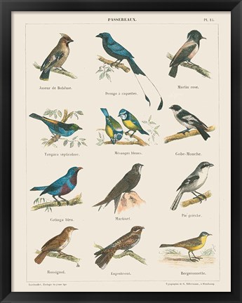 Framed Bird Chart II Print