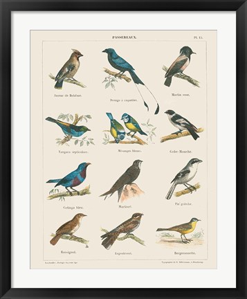 Framed Bird Chart II Print