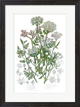 Framed Flowering Plants IV Print
