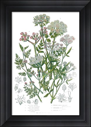 Framed Flowering Plants IV Print
