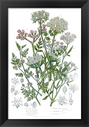 Framed Flowering Plants IV Print