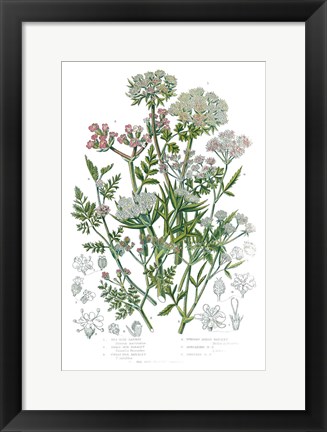 Framed Flowering Plants IV Print