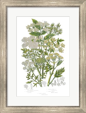 Framed Flowering Plants III Print