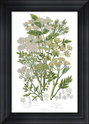 Framed Flowering Plants III Print