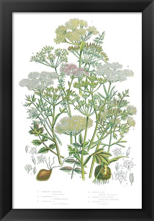 Framed Flowering Plants II Print
