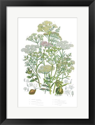 Framed Flowering Plants II Print