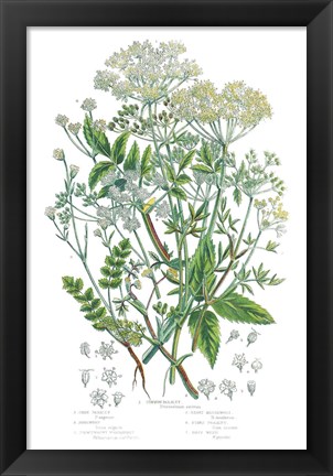 Framed Flowering Plants I Print