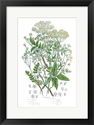 Framed Flowering Plants I Print