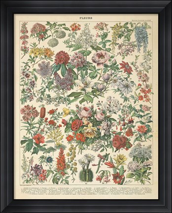 Framed French Flower Chart Print